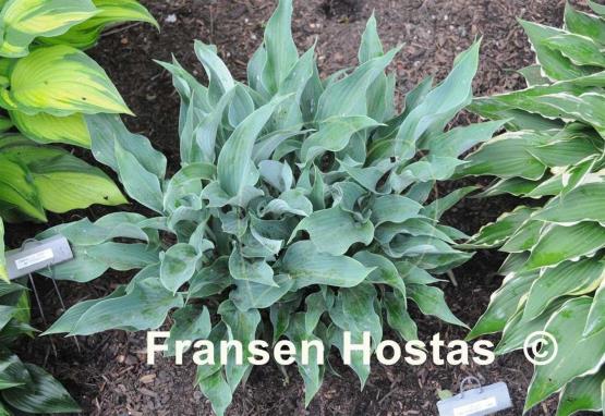 Hosta Salute